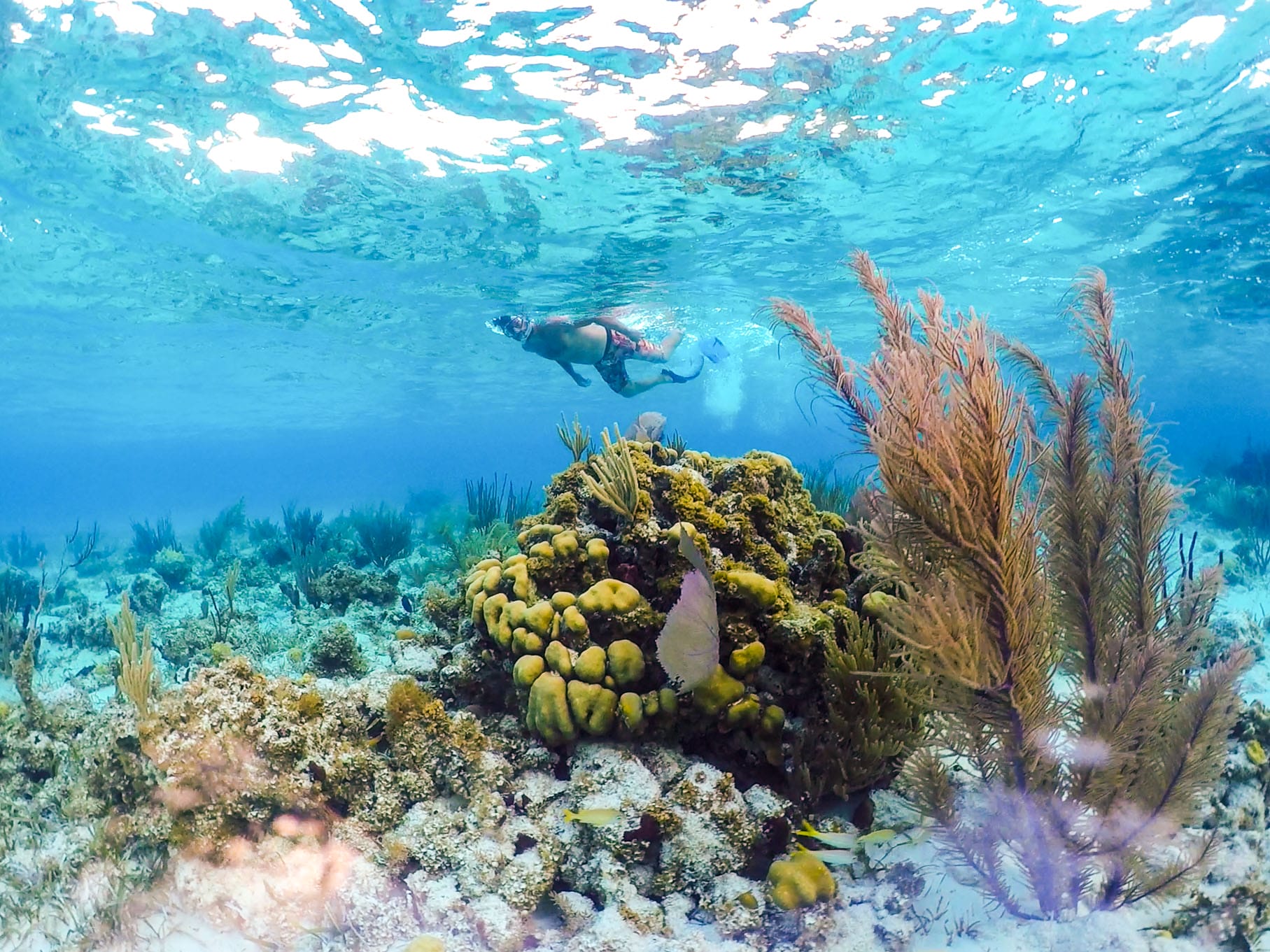 Colorful coral reefs near Grace Bay Beach