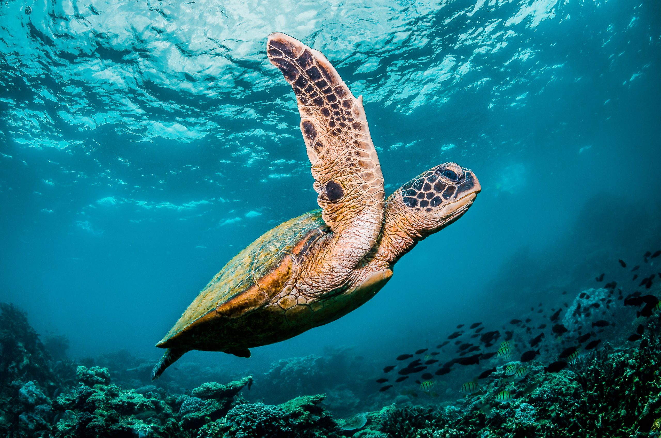 AWOW FACTER PHOTOGRAPHY Sea Turtle swimming in ocean before turtle nesting